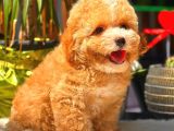 Parti̇ Colored Toy Poodle Yavrularimiz Gelmi̇şti̇r