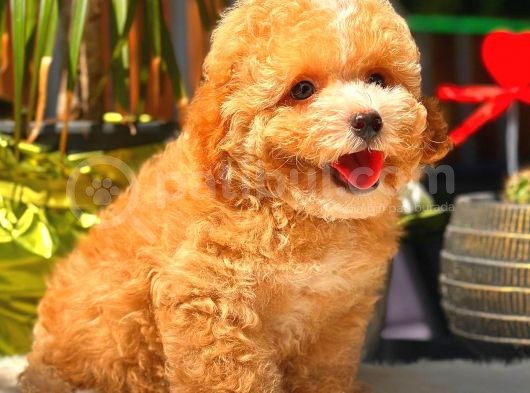 Parti̇ Colored Toy Poodle Yavrularimiz Gelmi̇şti̇r görsel
