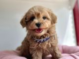 Güzel Surat Maltipoo