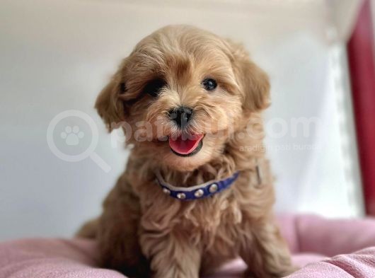 Güzel Surat Maltipoo görsel