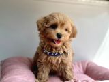 Güzel Surat Maltipoo