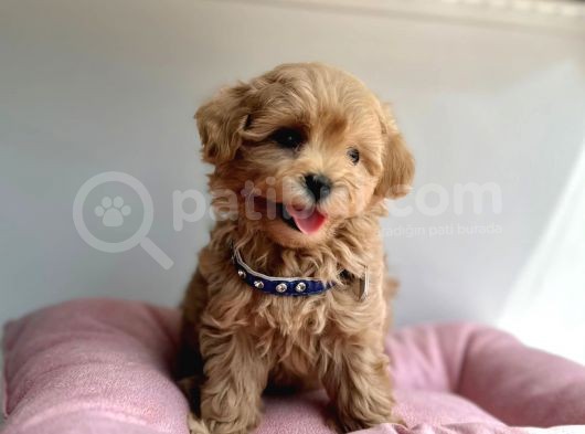 Güzel Surat Maltipoo görsel