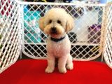 1 yaşında aprccot erkek toy poodle