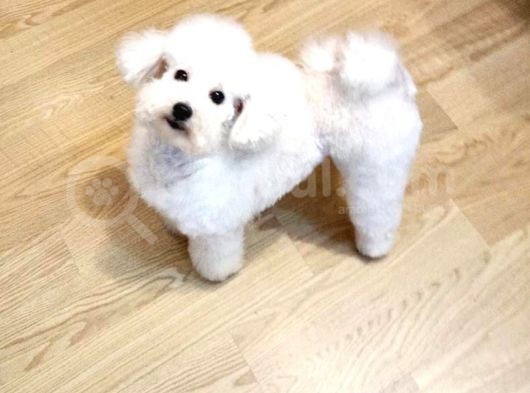 Ki̇f Fci̇ A Şecereli̇ Di̇şi̇ Toy Poodle görsel
