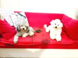 Ki̇f Fci̇ A Şecereli̇ Si̇lver Erkek Toy Poodle