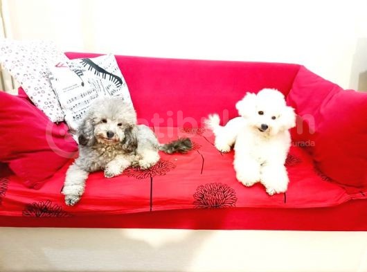 Ki̇f Fci̇ A Şecereli̇ Si̇lver Erkek Toy Poodle görsel