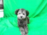 Si̇lver 5 Aylik Di̇şi̇ Toy Poodle