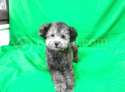 Si̇lver 5 Aylik Di̇şi̇ Toy Poodle görsel