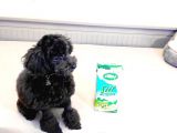 Si̇yah İnci̇ 5 Aylik Di̇şi̇ Toy Poodle