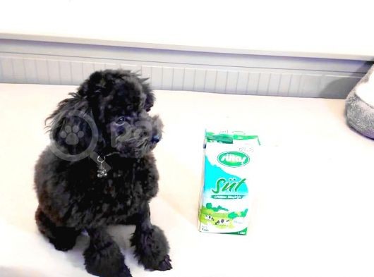 Si̇yah İnci̇ 5 Aylik Di̇şi̇ Toy Poodle görsel