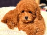ORJİNAL RED TOY POODLE YAVRULARIMIZ
