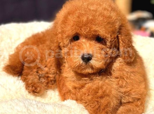 Orji̇nal Red Toy Poodle Yavrularimiz