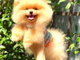 SÜPER KALİTE POMERANİAN BOO BEBEKLERİMİZ