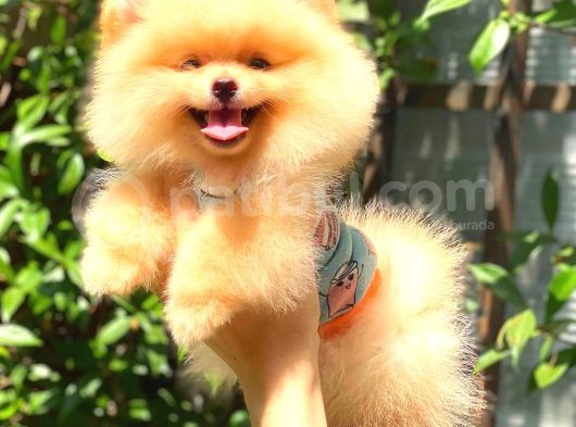 Süper Kali̇te Pomerani̇an Boo Bebekleri̇mi̇z