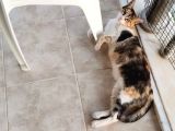 2 yaşında kısır calico ev kedisi -İzmir