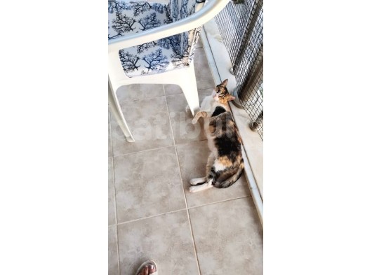 2 Yaşında Kısır Calico Ev Kedisi -İzmir