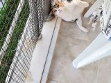 2 Yaşında Kısır Calico Ev Kedisi -İzmir