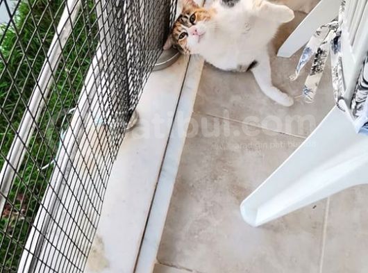 2 Yaşında Kısır Calico Ev Kedisi -İzmir görsel