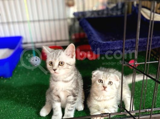 Bri̇ti̇sh Shorthai̇r Yavrumuz görsel