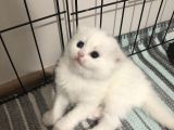 Black Golden Point Ve Scottish Fold White