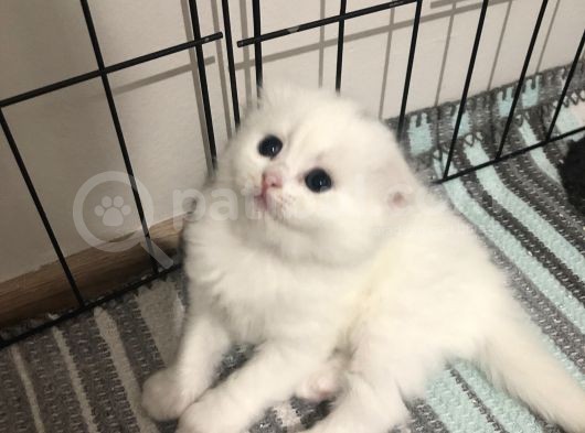 Black Golden Point Ve Scottish Fold White görsel