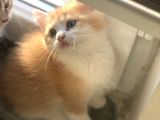 Black Golden Point Ve Scottish Fold White