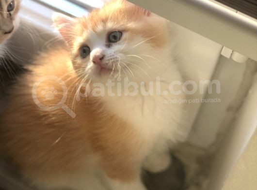 Black Golden Point Ve Scottish Fold White görsel