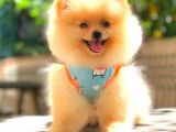 Süper Kali̇te Pomerani̇an Boo Bebekleri̇mi̇z