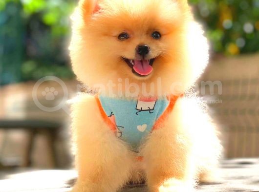 Süper Kali̇te Pomerani̇an Boo Bebekleri̇mi̇z görsel