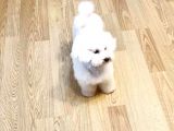 Ki̇f Fci̇ A Şecereli̇ Di̇şi̇ Toy Poodle