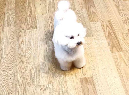 Ki̇f Fci̇ A Şecereli̇ Di̇şi̇ Toy Poodle görsel