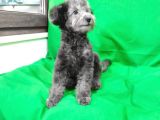 Si̇lver 5 Aylik Di̇şi̇ Toy Poodle