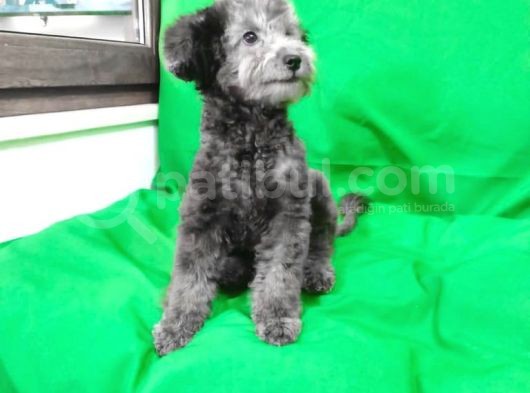 Si̇lver 5 Aylik Di̇şi̇ Toy Poodle görsel
