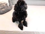 Si̇yah İnci̇ 5 Aylik Di̇şi̇ Toy Poodle