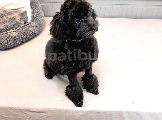 Si̇yah İnci̇ 5 Aylik Di̇şi̇ Toy Poodle görsel
