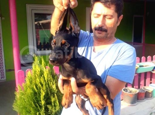 Si̇yah Doberman Yavrularimiz görsel