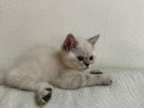 British Shorthair Lynx Point