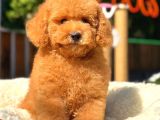 Orji̇nal Red Toy Poodle Yavrularimiz