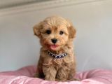 Güzel Surat Maltipoo