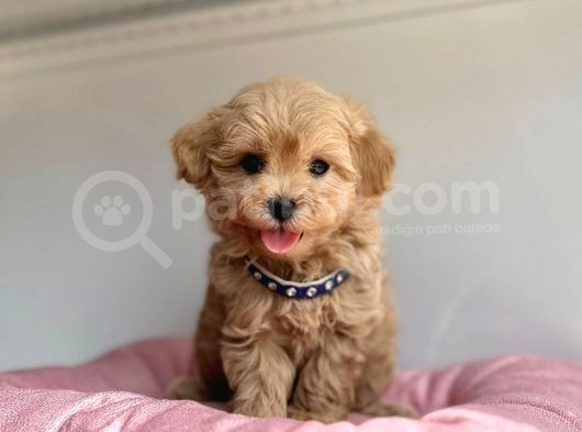 Güzel Surat Maltipoo görsel