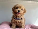 Güzel surat maltipoo