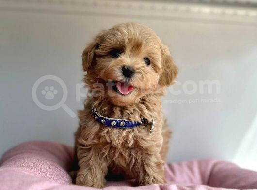 Güzel Surat Maltipoo