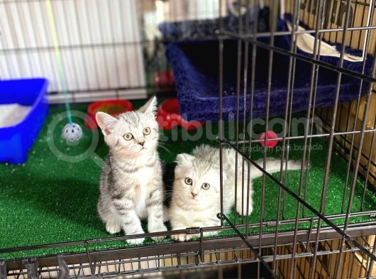 Bri̇ti̇sh Shorthai̇r Yavrumuz görsel