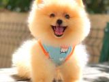 Süper Kali̇te Pomerani̇an Boo Bebekleri̇mi̇z