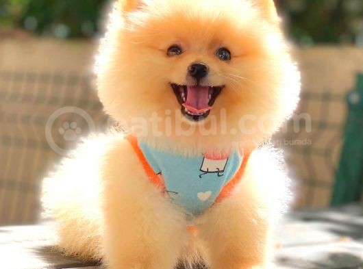 Süper Kali̇te Pomerani̇an Boo Bebekleri̇mi̇z görsel