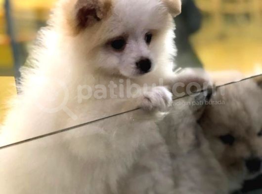 Vonalp Pet Torium Sube Garantisiyle Efsane Pomerian Boo Yavrular