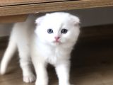 Black Golden Point Ve Scottish Fold White