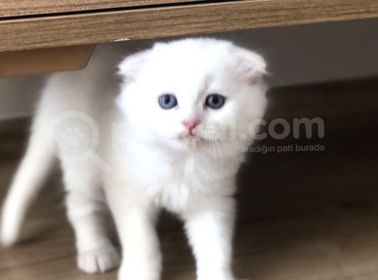 Black Golden Point Ve Scottish Fold White görsel