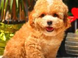 Parti̇ Colored Toy Poodle Yavrularimiz Gelmi̇şti̇r