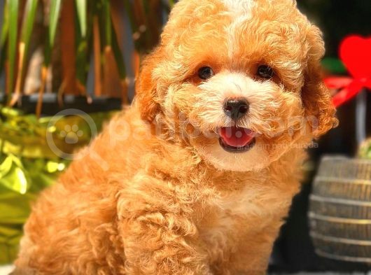 Parti̇ Colored Toy Poodle Yavrularimiz Gelmi̇şti̇r görsel